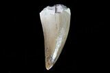 Phytosaur (Machaeroprosopus) Tooth - Arizona #66410-1
